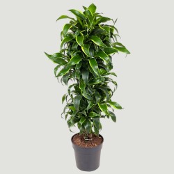 DRACAENA DORADO V31 RAM.