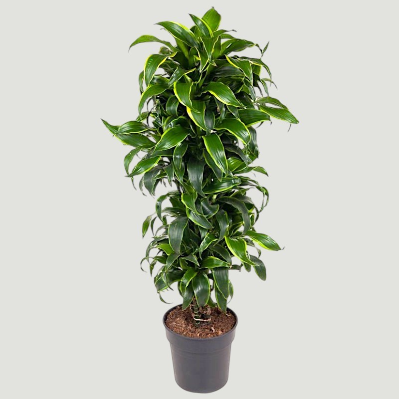DRACAENA DORADO V31 RAM.