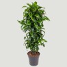 DRACAENA DORADO V31 RAM.