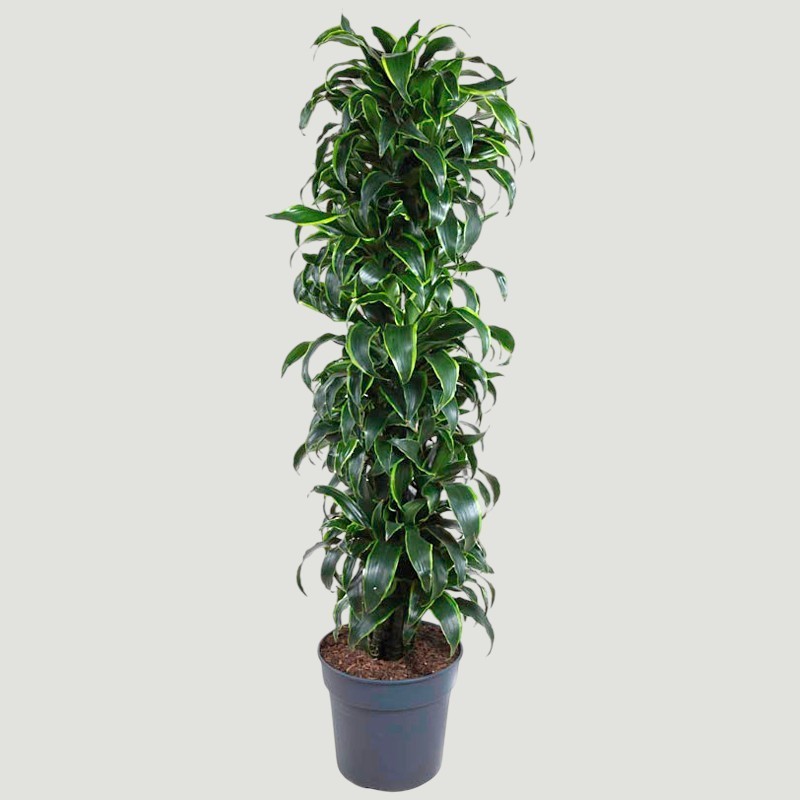 DRACAENA DORADO V34 BRA.