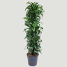 DRACAENA DORADO V34 RAM.