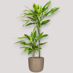 DRACAENA GOLDEN C. V19 T2