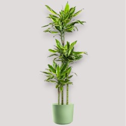 DRACAENA GOLDEN C. V24 T3