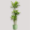 DRACAENA GOLDEN C. V24 T3