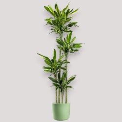 DRACAENA GOLDEN C. V27 T4 H180
