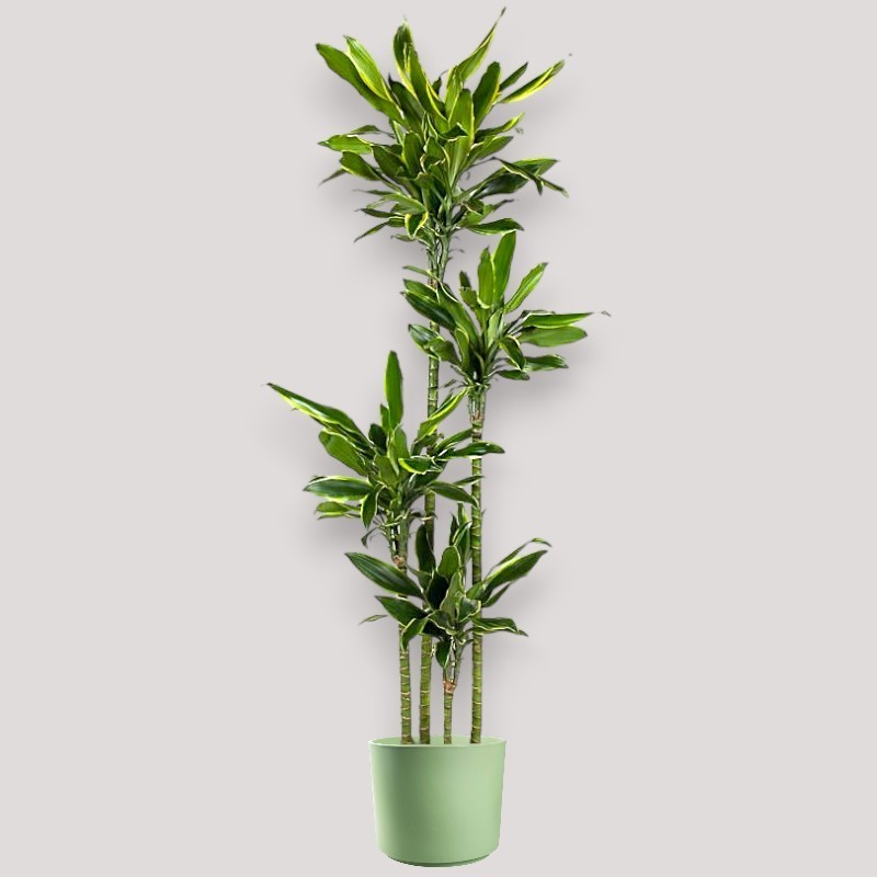 DRACAENA GOLDEN C. V27 T4 H180