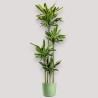 DRACAENA GOLDEN C. V27 T4 H180