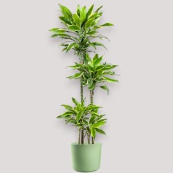 DRACAENA GOLDEN C. V27 T4 H140