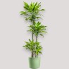 DRACAENA GOLDEN C. V27 T4 H140
