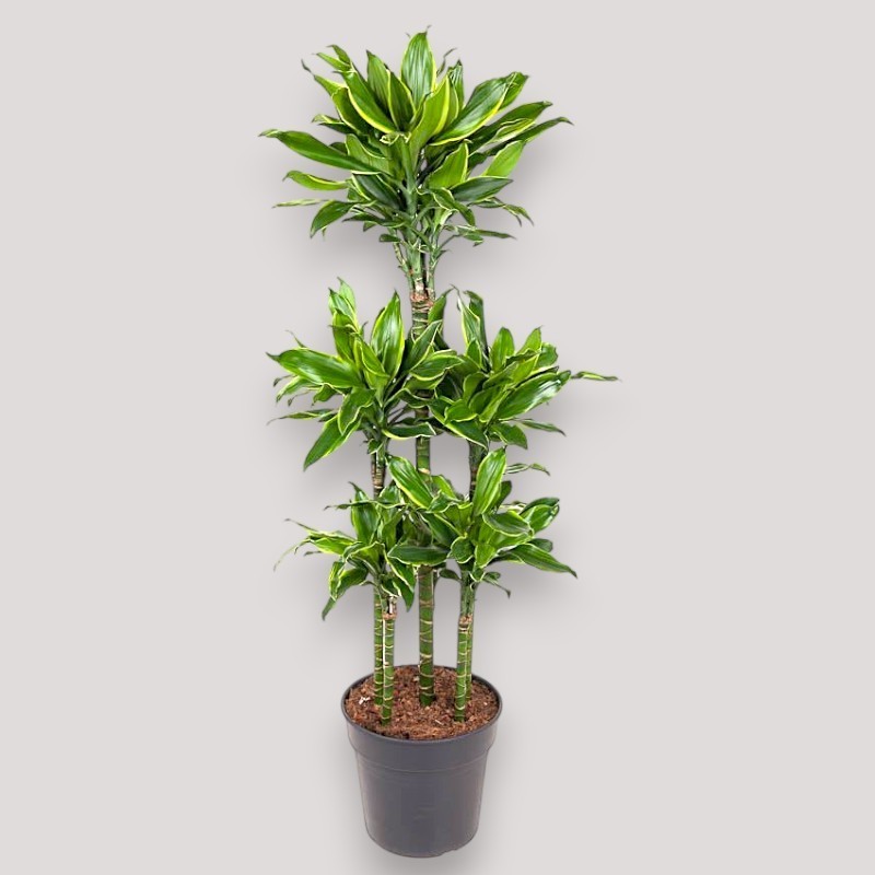 DRACAENA GOLDEN C. V31 T6