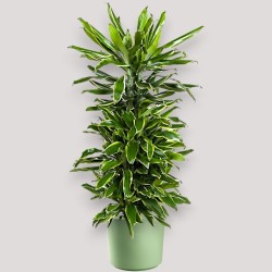 DRACAENA GOLDEN C. V27 RAM.