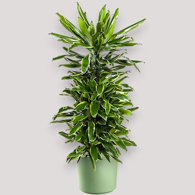 DRACAENA GOLDEN C. V27 RAM.