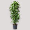 DRACAENA GOLDEN C. V31 BRA.