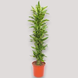 DRACAENA GOLDEN C. V34 BRA.