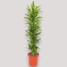 DRACAENA GOLDEN C. V34 BRA.