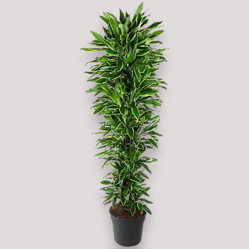 DRACAENA GOLDEN C. V40 BRA.
