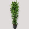 DRACAENA GOLDEN C. V40 BRA.