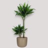 DRACAENA GREEN JEWEL V19 T2