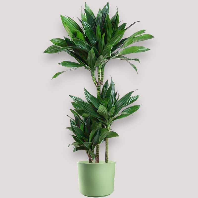DRACAENA GREEN JEWEL V21 T3