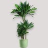 DRACAENA GREEN JEWEL V21 T3
