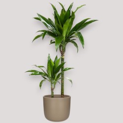 DRACAENA JANET CRAIG V19 T2