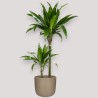 DRACAENA JANET CRAIG V19 T2