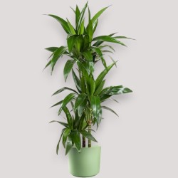 DRACAENA JANET CRAIG V21 T3