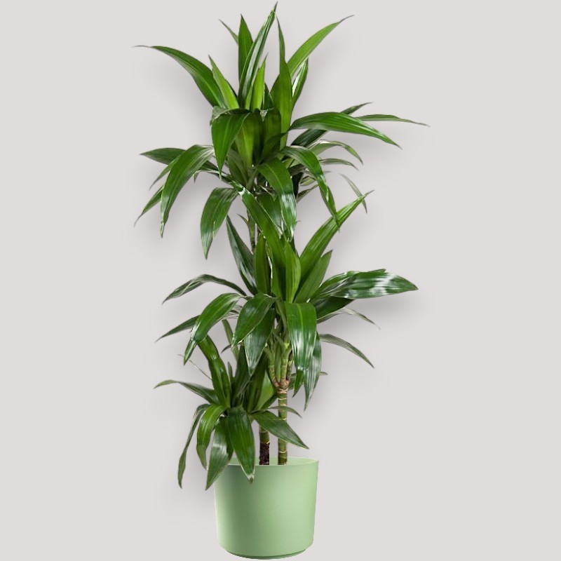 DRACAENA JANET CRAIG V21 T3