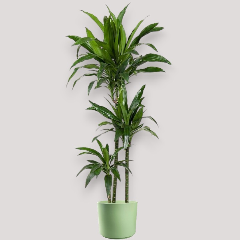 DRACAENA JANET CRAIG V24 T3