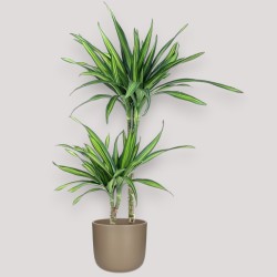DRACAENA RIKI V19 T2
