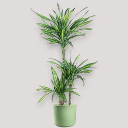 DRACAENA RIKI V21 T3