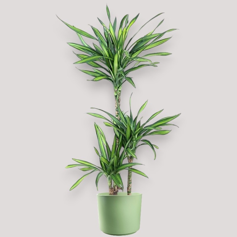 DRACAENA RIKI V21 T3