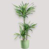 DRACAENA RIKI V21 T3