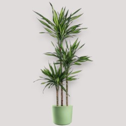 DRACAENA RIKI V24 T3