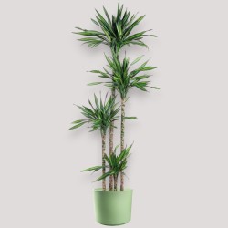 DRACAENA RIKI V27 T4