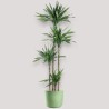 DRACAENA RIKI V27 T4