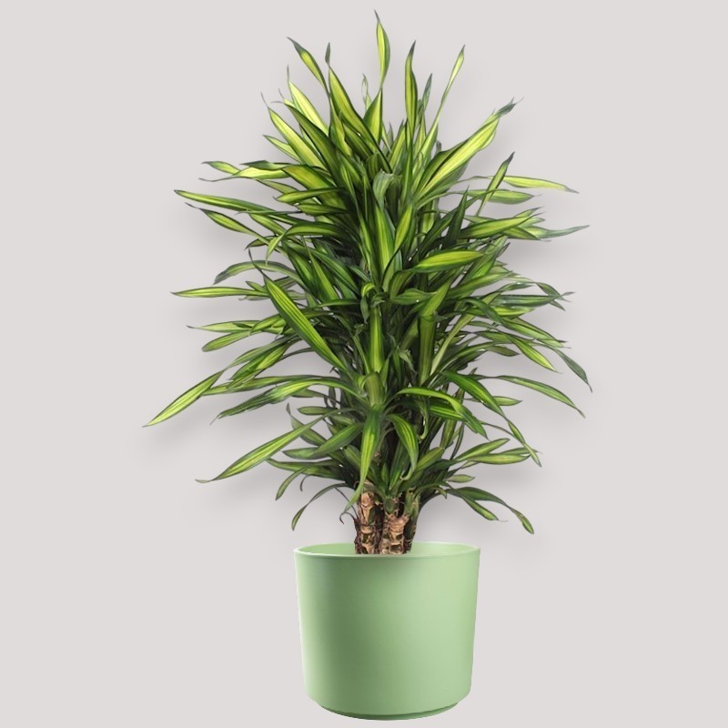 DRACAENA RIKI V27 RAM.