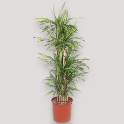 DRACAENA RIKI V34 BRA.