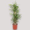 DRACAENA RIKI V34 BRA.