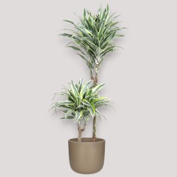 DRACAENA SURPRISE V19 T2