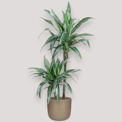 DRACAENA ULISES V19 T2
