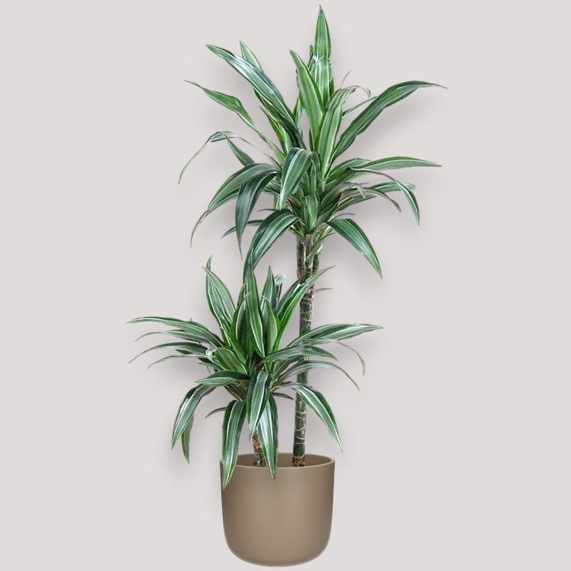 DRACAENA ULISES V19 T2