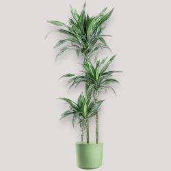 DRACAENA ULISES V24 T3