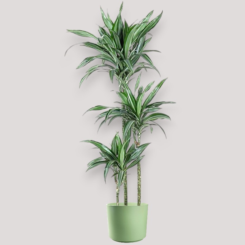 DRACAENA ULISES V24 T3