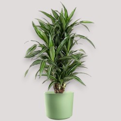 DRACAENA ULISES V24 BRA.