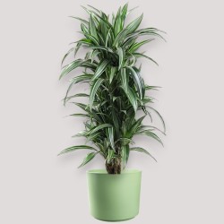 DRACAENA ULISES V27 BRA.