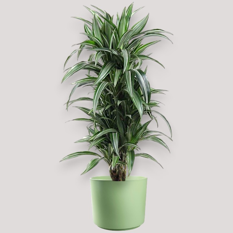 DRACAENA ULISES V27 BRA.
