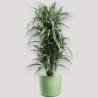 DRACAENA ULISES V27 RAM.
