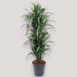 DRACAENA ULISES V31 RAM.
