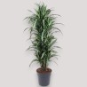 DRACAENA ULISES V31 RAM.